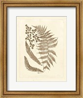 Sepia Ferns III Fine Art Print