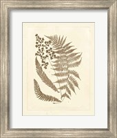 Sepia Ferns III Fine Art Print