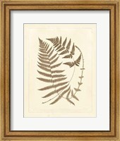 Sepia Ferns V Fine Art Print