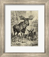 Vintage Moose or Elk Fine Art Print