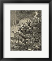 Vintage Roe Deer I Fine Art Print