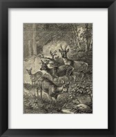 Vintage Roe Deer I Fine Art Print