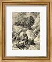 Vintage Common Brown Bear Fine Art Print