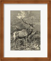 Vintage Roe Deer II Fine Art Print