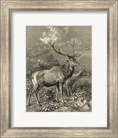 Vintage Roe Deer II Fine Art Print