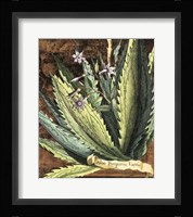 Graphic Aloe II Fine Art Print