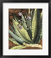 Graphic Aloe II Fine Art Print