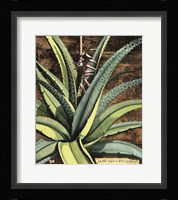 Graphic Aloe III Fine Art Print