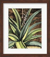 Graphic Aloe III Fine Art Print