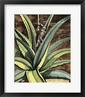 Graphic Aloe III Fine Art Print