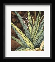 Graphic Aloe IV Fine Art Print