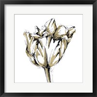 Tulip Sketch I Fine Art Print