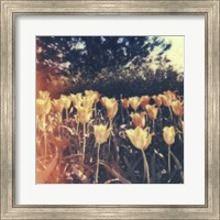 Tulipa Exposta III Fine Art Print