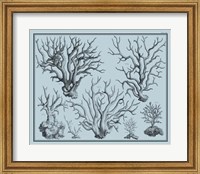 Aegean Coral on Blue I Fine Art Print