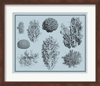 Aegean Coral on Blue II Fine Art Print