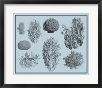 Aegean Coral on Blue II Framed Print
