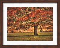 An Oak in the Cove Fine Art Print