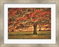 An Oak in the Cove Fine Art Print