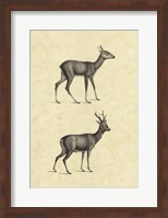 Vintage Deer I Fine Art Print