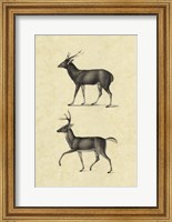 Vintage Deer II Fine Art Print