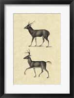 Vintage Deer II Fine Art Print