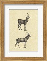 Vintage Antelope Fine Art Print