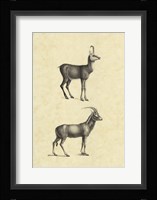Vintage Antelope Framed Print
