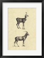 Vintage Antelope Framed Print