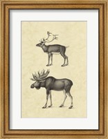 Vintage Elk Fine Art Print