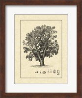 Vintage Tree II Fine Art Print