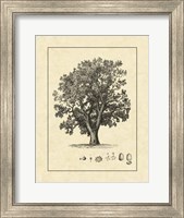 Vintage Tree II Fine Art Print