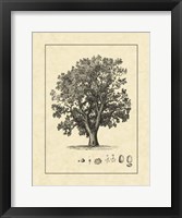 Vintage Tree II Fine Art Print
