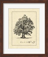 Vintage Tree III Fine Art Print