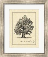 Vintage Tree III Fine Art Print