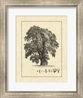 Vintage Tree IV Fine Art Print