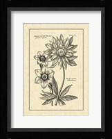 Vintage Besler I Fine Art Print