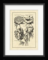 Vintage Besler II Fine Art Print