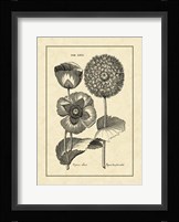 Vintage Besler III Fine Art Print