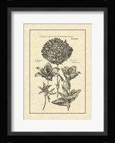 Vintage Besler IV Fine Art Print