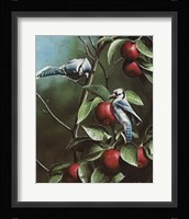 Summer Blue Jays Fine Art Print