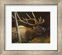 Elk Portrait II Fine Art Print