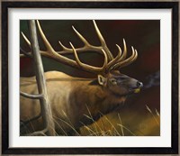 Elk Portrait II Fine Art Print