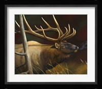 Elk Portrait II Fine Art Print