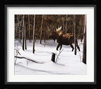 Winter Forage Fine Art Print
