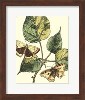 Butterflies & Leaves II Fine Art Print