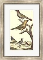 Bird Family II Fine Art Print