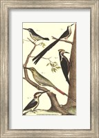 Bird Family III Fine Art Print