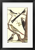 Bird Family III Fine Art Print