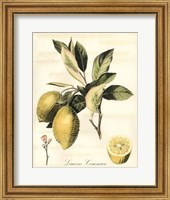 Tuscan Fruits II Fine Art Print