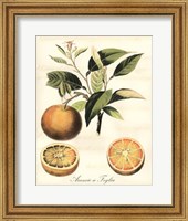 Tuscan Fruits III Fine Art Print
